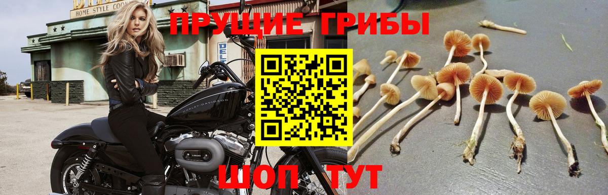 Псилоцибиновые грибы Cubensis  Вход с VPN  Белогорск 